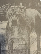 Slate Pet Memorial Plaque image 1